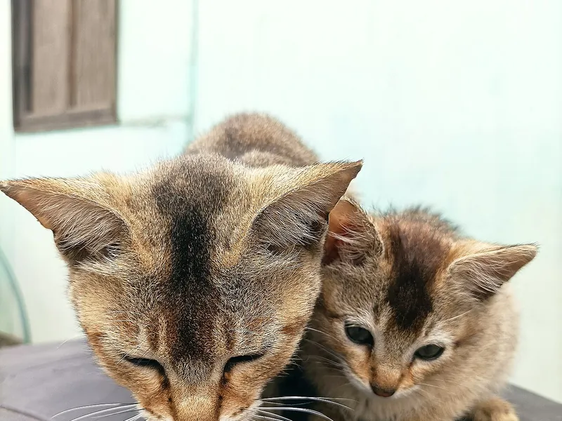 A kitten